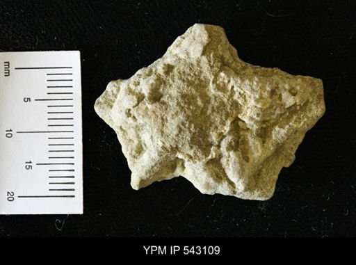 Asteriacites sp.