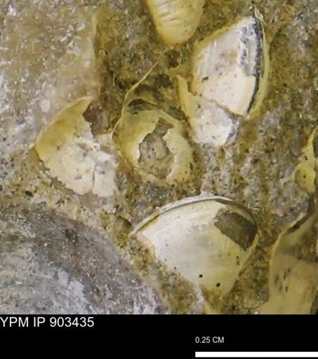 Corbulamella?