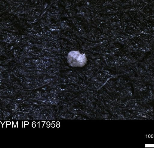 undet. Foraminiferida