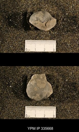 Linoproductus cora