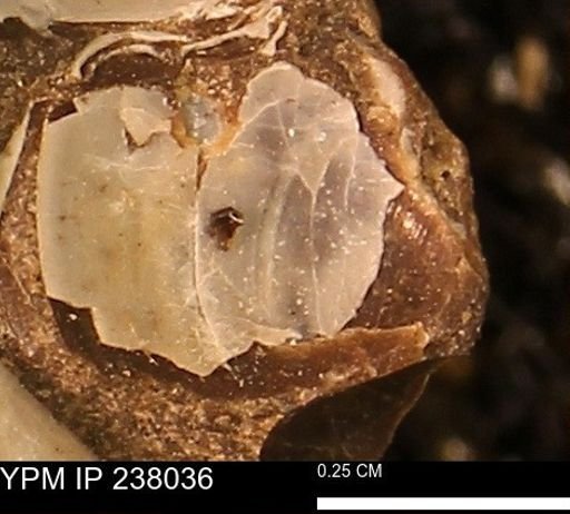 Protocardia subquadrata
