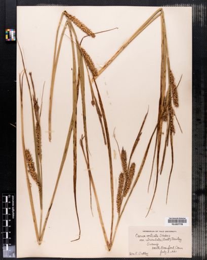 Carex rostrata