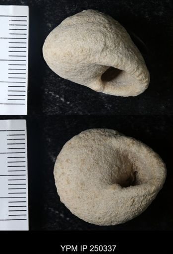 undet. Gastropoda