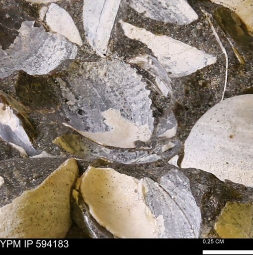 Limopsis? striatopunctatus