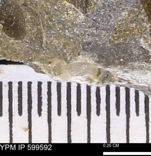Protocardia subquadrata