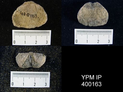 Marginifera lasallensis