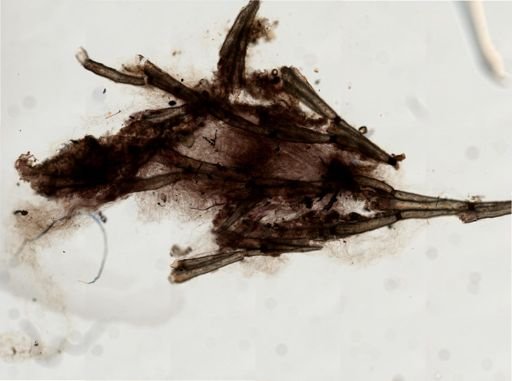 Filicrisia
