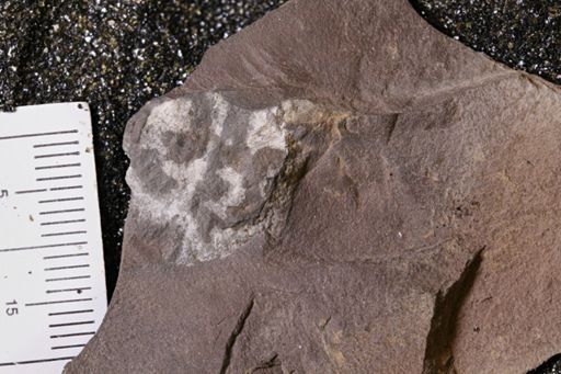 Euproops danae