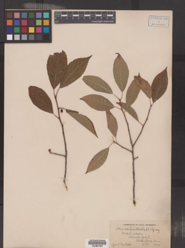 Ilex verticillata