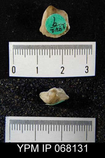 Dalmanella sp.