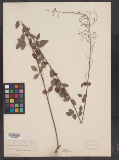 Desmodium marilandicum