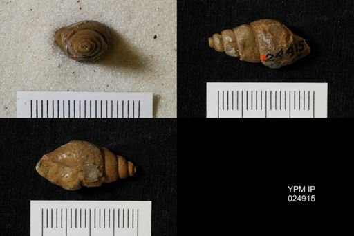 Chenopus turriculoides
