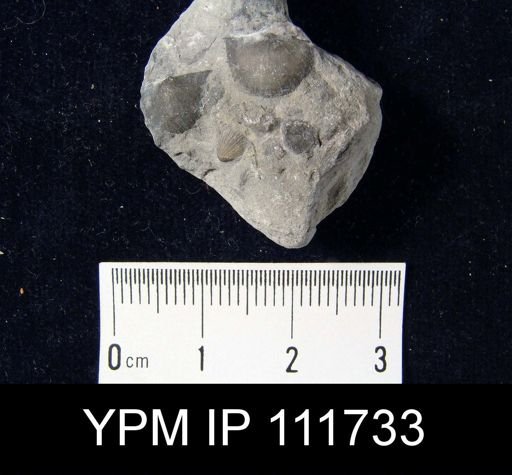 Brachyprion leda