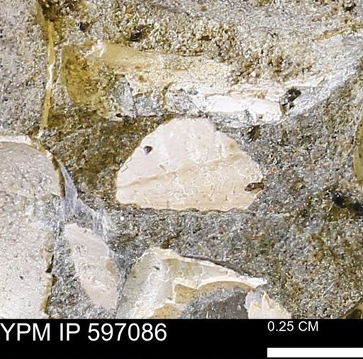 undet. Bivalvia