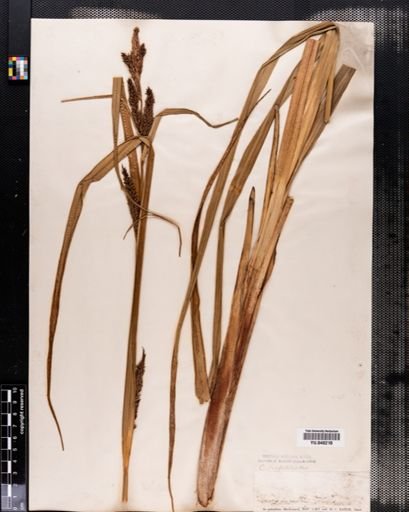 Carex lacustris