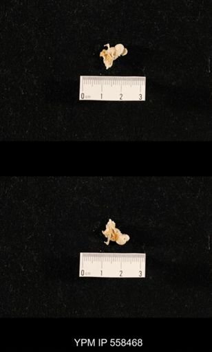 Girtycoelia sp.