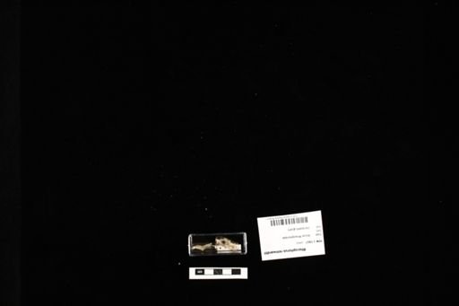 Rhacophorus reinwardtii