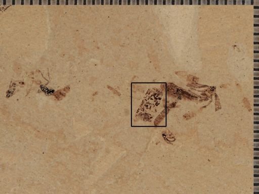 undet. Insecta