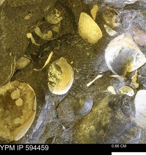 Oxytoma (Hypoxytoma) nebrascana