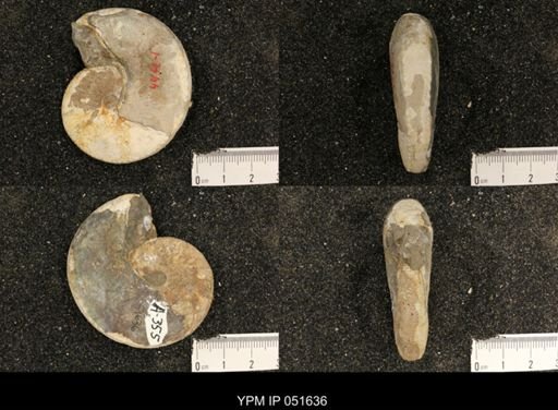 Hoploscaphites nicolletii