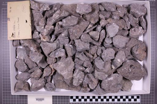 mixed taxa, stratigraphic collection
