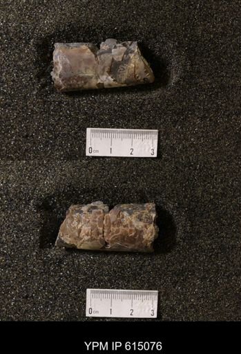 Baculites sp.