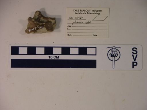 Pterodactylidae