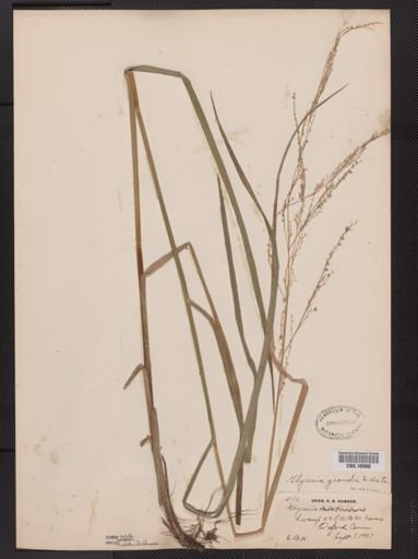 Glyceria grandis