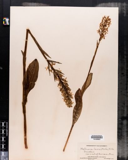 Habenaria