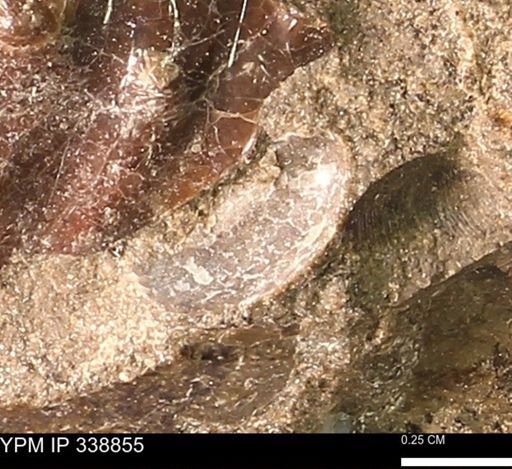undet. Bivalvia