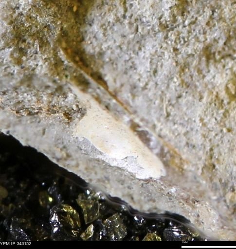 undet. Bivalvia
