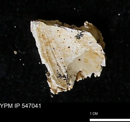 Scapharca transversa