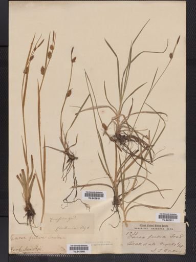 Carex