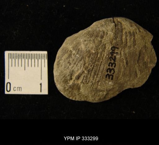 undet. Orthoidea