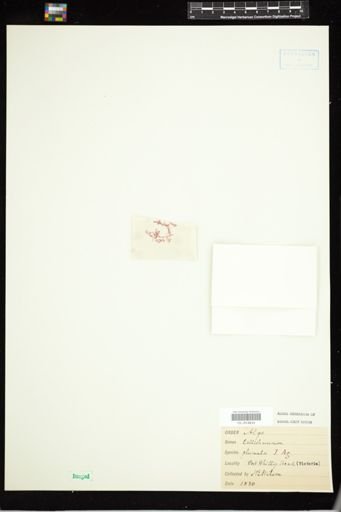 Callithamnion plumula