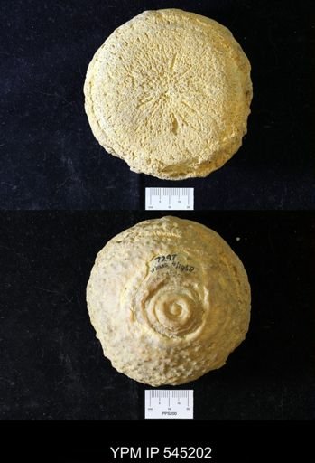 Aulocopium aurantium