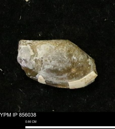 Nuculana sp.