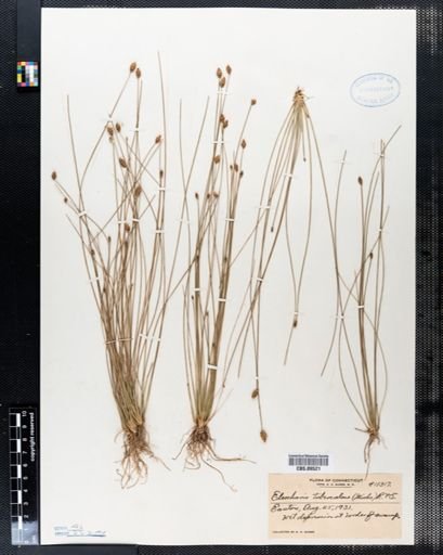 Eleocharis tuberculosa
