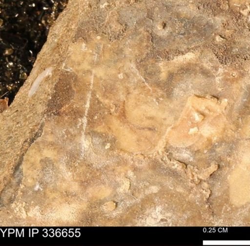 undet. Mollusca