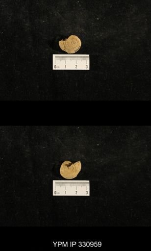 Trepospira depressa
