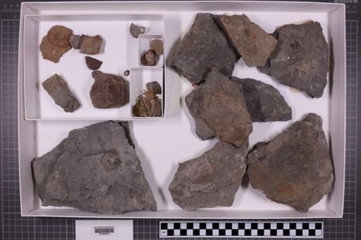 mixed taxa, stratigraphic collection