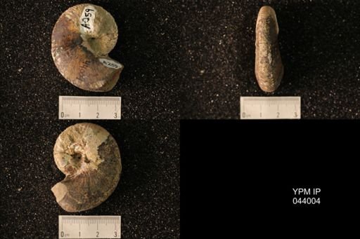 Hoploscaphites nicolletii