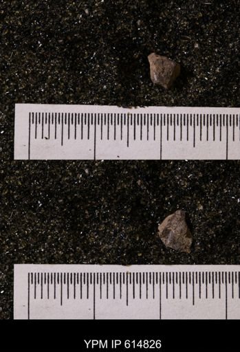Belemnites sp.