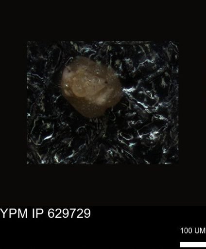 undet. Foraminiferida