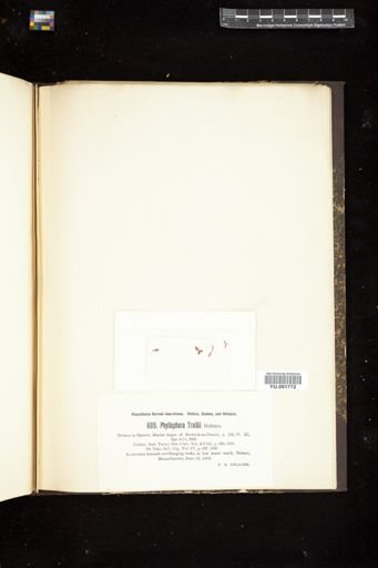 Phyllophora traillii
