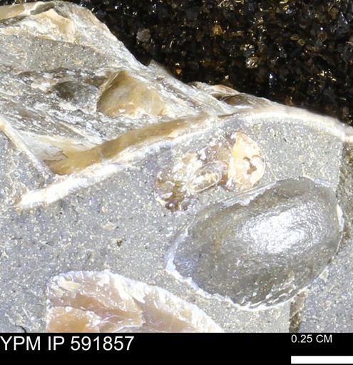 Hoploscaphites