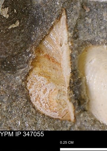 Limopsis striatopunctatus