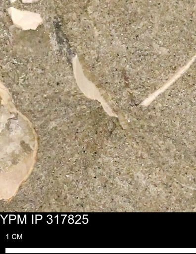 undet. Mollusca