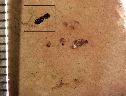 undet. Hymenoptera