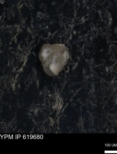 undet. Foraminiferida